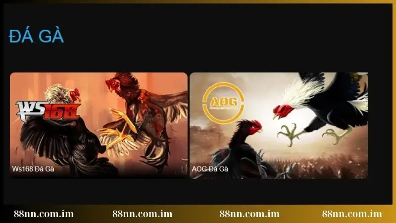 Đá gà 88NN trải nghiệm hấp dẫn